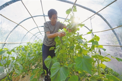 <p>红星村村民在菜园里采摘黄瓜。</p>