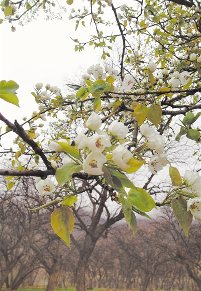 <p>　　梨花缀枝头。本报记者　毛雪皎　摄</p>