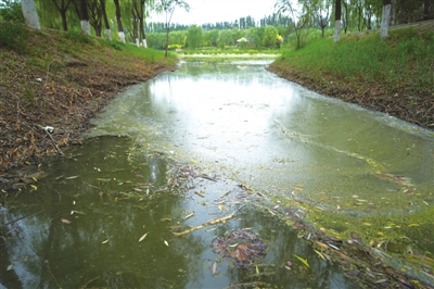 湖面上漂满了绿色微生物和泡沫。