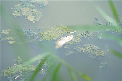     污水导致湖里的鱼死亡。