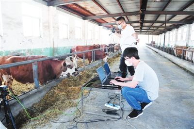 6月23日，在宁夏农垦贺兰山牛场，来自宁夏农业物联网工程技术研究中心的技术人员正在通过智能设备为肉牛做“体检”。　　　　　　　　　本报记者  武晓瑜  摄