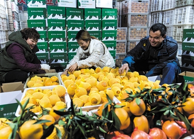 “互聯網+臍橙”的銷售模式使得當地臍橙年交易量突破8萬噸
