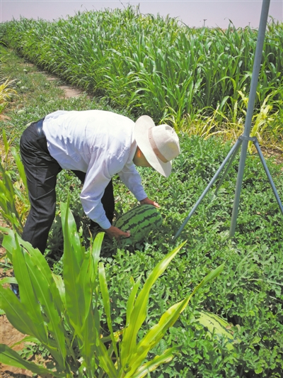 <p>　　示范中心在饲草料作物种植大田里套种西瓜。</p>