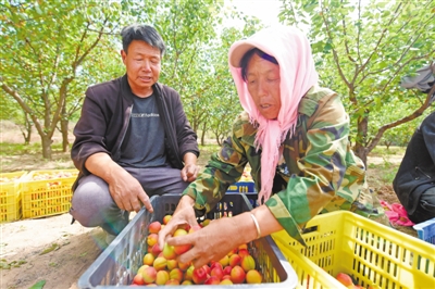 <p>　　村民将采摘的红梅杏一一分拣，确保品质。</p>