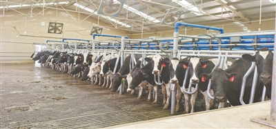 <p>吴忠市富农奶牛养殖专业合作社的牛舍采用现代管理技术，助力奶牛养殖规模化发展。</p>