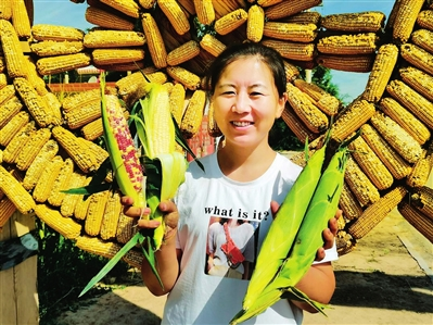 黄河玉米村：鲜食玉米引领粗粮养生新潮流