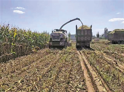 <p>吴忠市立军农机作业公司在收割青贮玉米。</p>