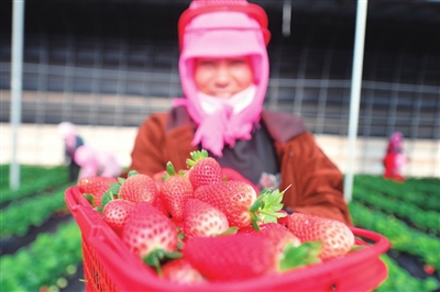 原隆村里草莓红 产业提升致富忙
