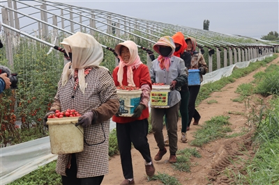 采摘小番茄的“村民小分队”。本报记者陈秀梅摄