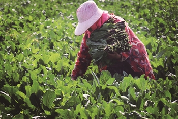 沙漠里育出瓜果蔬菜直销香港