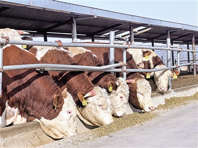 3月25日，中烟“飞地”肉牛养殖园区的牛棚里，肉牛正在吃“午饭”。本报记者　王瑞　摄