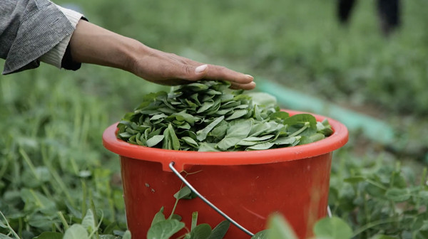 隆德:大棚露地齐发力 多茬蔬菜促增收