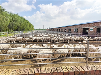<p>　　吴忠市红寺堡区天源良种羊繁育养殖有限公司滩羊养殖基地。</p>