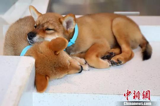 柴犬在呼呼大睡。<span target='_blank' href='http://www.chinanews.com/' >中新网</span>记者 泱波 摄
