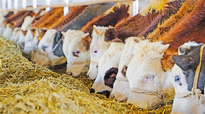 <p>　　大力发展肉牛主导产业。</p>