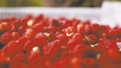 <p>　　移民村发展红树莓等高附加值产业。</p>