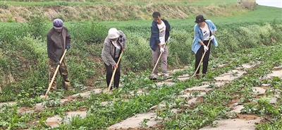 <p>　　赵天晴一家在马铃薯地里除草。</p>