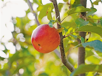 <p>　　打造“有机富硒苹果之乡”农业品牌。</p>