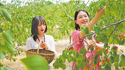 <p>　　红梅杏成为当地又一特色产业。</p>
