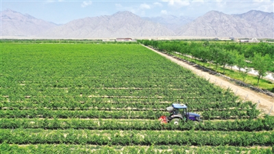 <p>　　贺兰山下郁郁葱葱的葡萄种植基地。</p>
