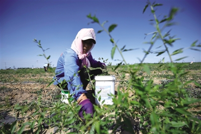 <p>　　贺兰县洪广镇广荣村枸杞芽菜种植基地，农民在地里采收枸杞芽菜。</p>