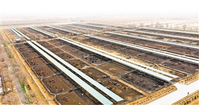 <p>　　规模化肉牛养殖场。</p>