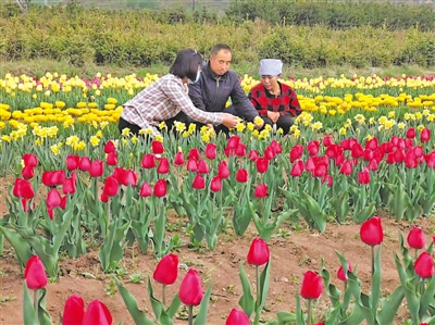 <p>　　李锦馨（左一）指导村民种植郁金香。（图片由受访者提供）</p>