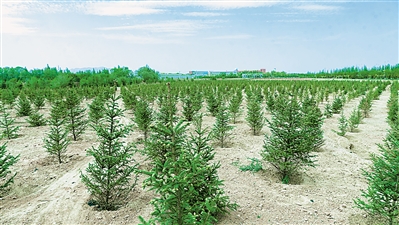     三河镇唐堡村植绿1.5万株。