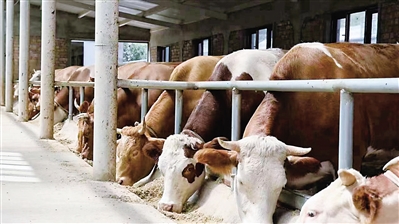     肉牛养殖成为富民支柱产业。