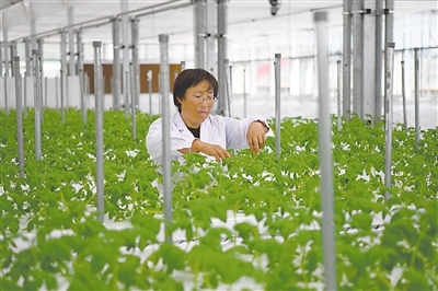 <p>　　西吉县恒丰农业综合开发公司，技术人员正培育马铃薯脱毒苗。<br /></p>