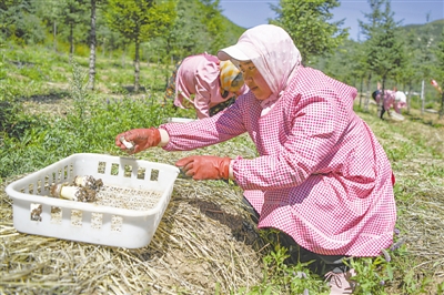 <p>　　隆德县六盘山西麓食用菌菇基地，工人在林地里采摘菌菇。<br /></p>