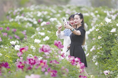 <p> 固原市原州区河川乡油用牡丹种植种出了风景,种出了财富。<br /></p>