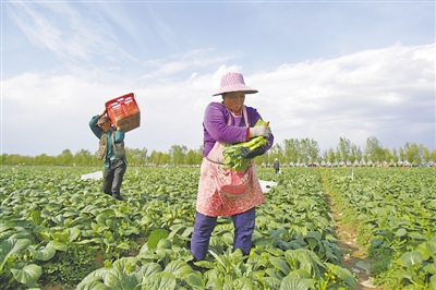 <p>　　工人在固原市原州区欣丰农业（河东）蔬菜基地采摘菜心。<br /></p>