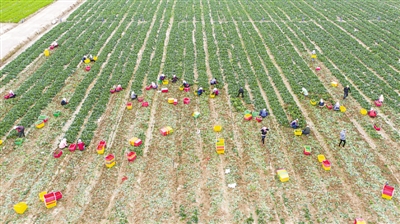 <p> 西吉县马莲乡张堡塬村冷凉蔬菜种植基地一派丰收景象。<br /></p>