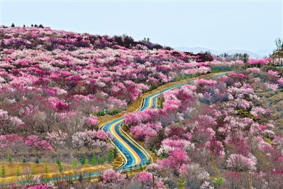 梯田花海