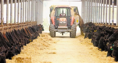 <p>　　泾源县肉牛存栏9.4万头，其中安格斯肉牛达到2.2万头。</p>