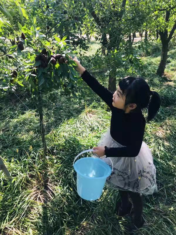 小朋友摘红枣.jpg