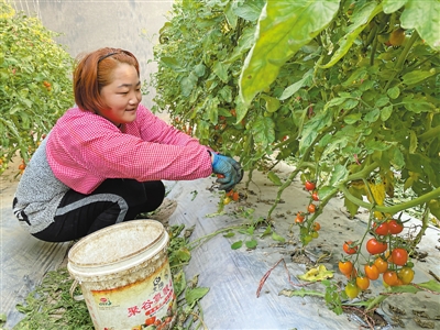 <p>　　现代农业产业园里采摘忙。</p>