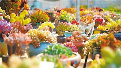 <p>　　美轮美奂的多肉植物。</p>