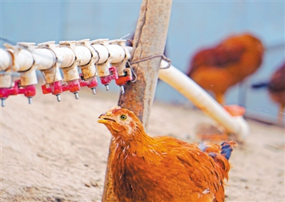 <p>　　养鸡场使用自动饮水器为鸡供水。</p>