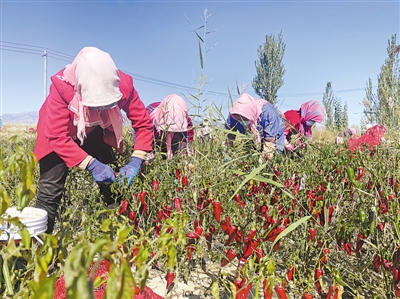 <p>村民在隆源村辣椒种植基地务工。</p>