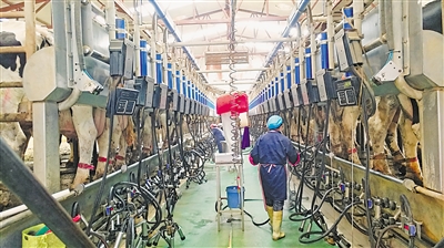 宁夏先农生物科技有限公司现代化的奶牛养殖场。<br/>　　（图片由受访单位提供）