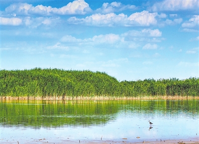 <p>　　星海湖湖水清澈，鸟儿悠闲觅食。</p>