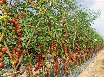 <p>　　沙漠小番茄</p>