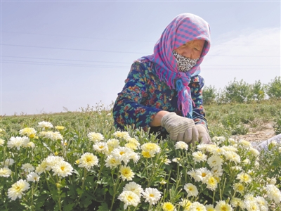 <p>　　灵沙乡村民在基地采摘菊花。</p>
