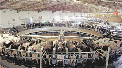 <p>　　臻纯牧场挤奶大厅里，上百头奶牛站在转盘式挤奶设备上产奶。</p><p>　　本报记者　王鼎　摄</p>