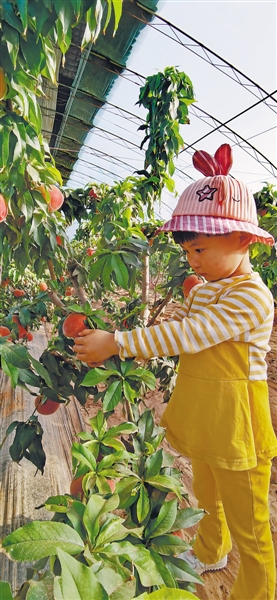 <p>　　在盐池县花马池镇四墩子村的日光温室里，小朋友在摘桃子。</p>
