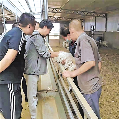 <p>　　刘占祥（左二）为滩羊养殖户传授饲养技术。（图片由受访者提供）</p>