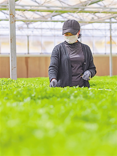 <p>　　固原市原州区彭堡镇姚磨村蔬菜种植基地智能化育苗温室，技术人员在打理苗圃。姚磨村通过设立农业科技示范园、培育专业合作社，带动周边4个乡镇11个村及2850户农民种植冷凉蔬菜4.4万亩。</p>