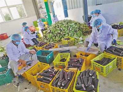 <p>　　村民对玉米进行深加工。　　　　　　　　　　　　　　　　　　　　　　　　　　　　　　　　　　　　　　　　　　　　　　　　　　　　　　　　　　　　　　　　　　　　　　　　（资料照片）</p>